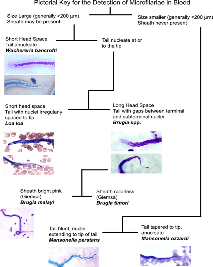 IDENTIFICATION OF BLOOD MICROFILARIA