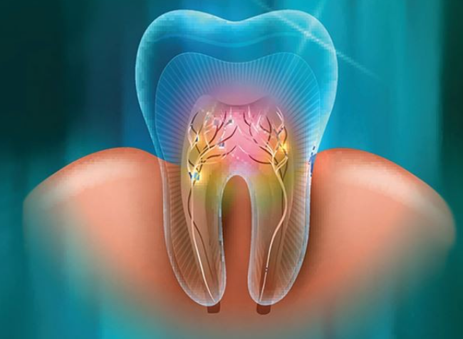 Dental Pulp